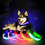 LED Dog Collar